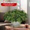 6 Pcs Christmas Greenery Stems with Pinecones (Green) 10"D x 10"W x 17"H